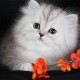 Silver Chinchilla Persian Kittens